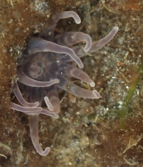 Peachia quinquecapitata