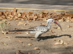 Tockus damarensis