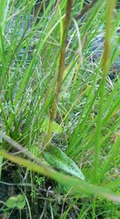 Dactylorhiza maculata