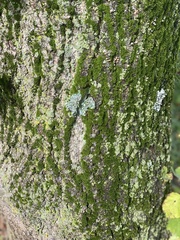 Myelochroa aurulenta