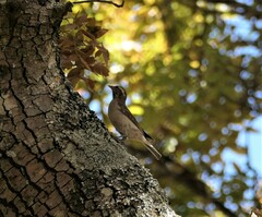 Gymnoris superciliaris