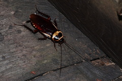 Periplaneta australasiae