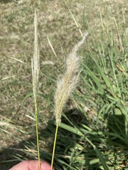 Bothriochloa laguroides