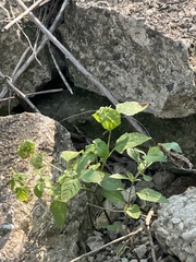 Solanum emulans