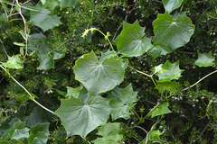 Delairea odorata