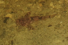 Doradidae