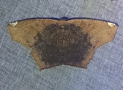 Paragonia procidaria