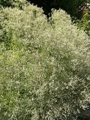 Eupatorium hyssopifolium