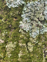 Myelochroa aurulenta