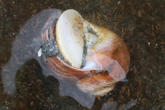 Cryptonatica aleutica