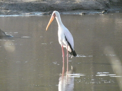 Mycteria ibis