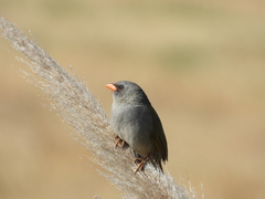 Embernagra platensis