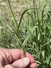 Bothriochloa laguroides