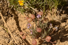 Astragalus jejunus
