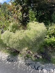 Eupatorium hyssopifolium