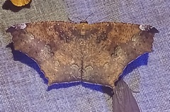 Paragonia cruraria