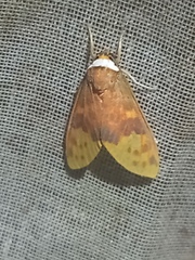 Phaegopterina