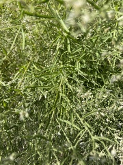 Eupatorium hyssopifolium