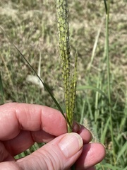 Bothriochloa laguroides