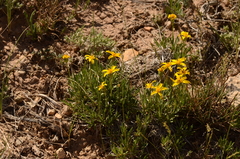 Packera multilobata
