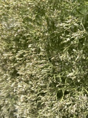 Eupatorium hyssopifolium