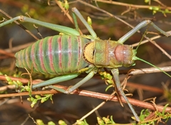 Steropleurus andalusius