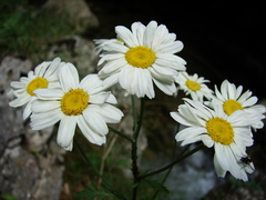 Tanacetum corymbosum