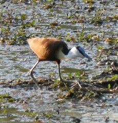 Actophilornis africanus