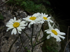 Tanacetum corymbosum