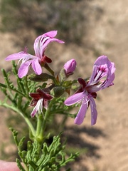 Pelargonium radens