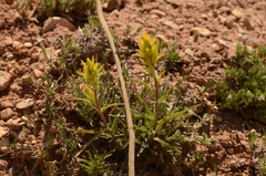 Castilleja flava flava