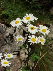 Tanacetum corymbosum