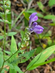 Scutellaria incana