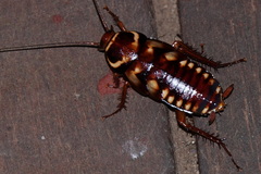 Periplaneta australasiae