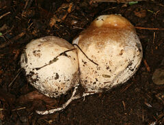 Itajahya galericulata