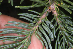 Abies magnifica