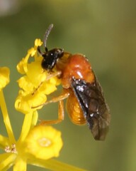 Sterictiphora angelicae