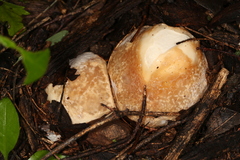 Itajahya galericulata