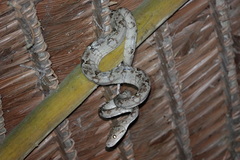 Corallus hortulana