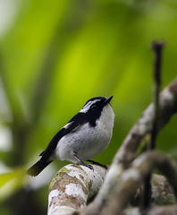 Ficedula westermanni