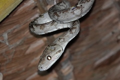 Corallus hortulana