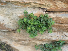 Parietaria judaica