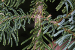 Abies magnifica