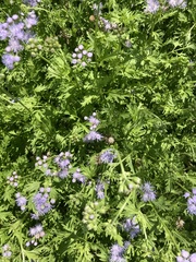 Conoclinium dissectum