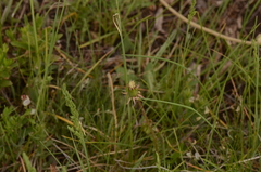 Poa pratensis
