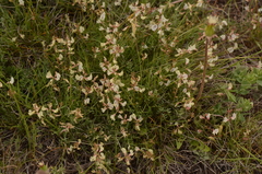 Astragalus miser