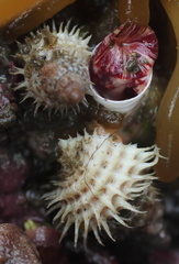 Trichotropis cancellata