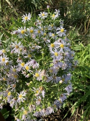 Symphyotrichum firmum
