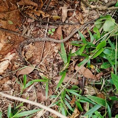 Bothrops asper