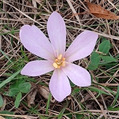 Colchicum autumnale